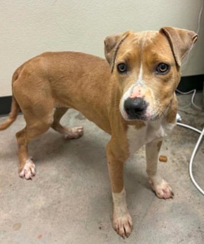 Queen Elizabark, Adoptable, Young Female Terrier & Mixed Breed.