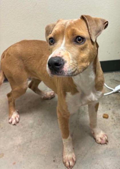 Queen Elizabark, a Adoptable mixed breed in Lampasas, TX image 2/3