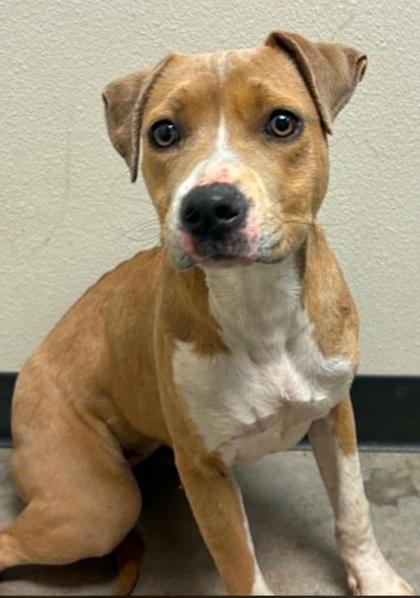 Queen Elizabark, a Adoptable mixed breed in Lampasas, TX image 3/3