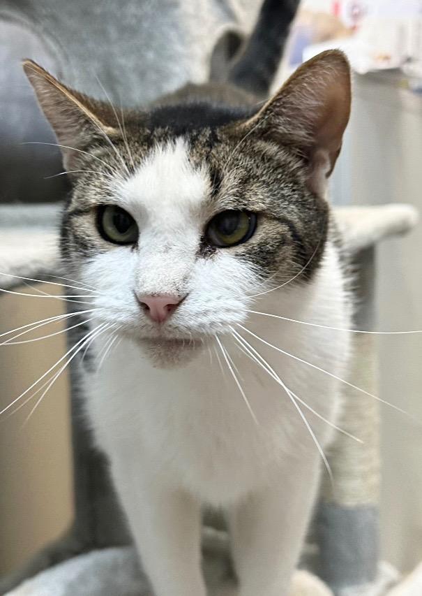 Tax, Adoptable, Adult Male Domestic Short Hair.