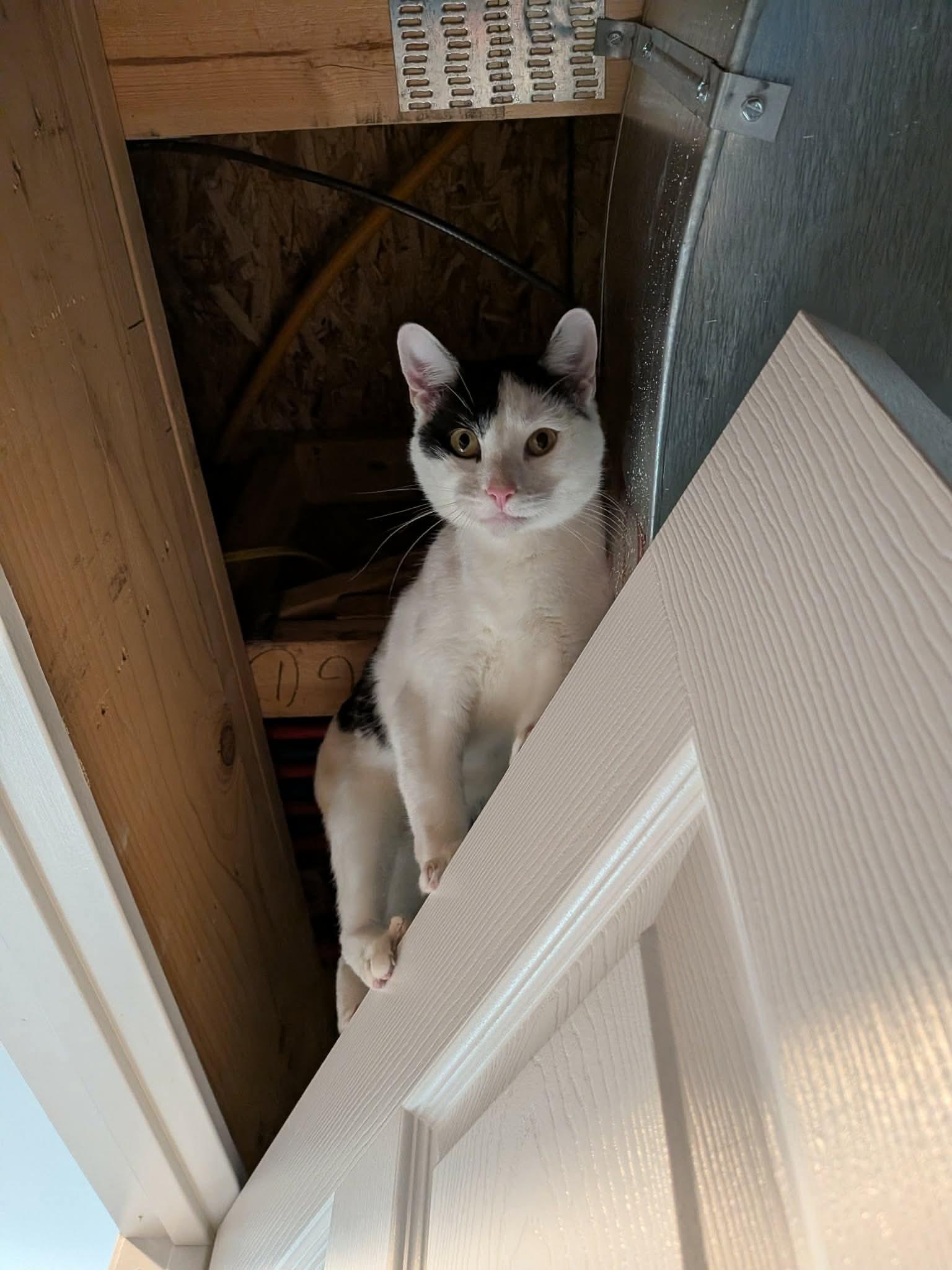 Enlarge Toast, a ADOPTABLE Domestic Short Hair in Sioux Falls, SD image 2/2