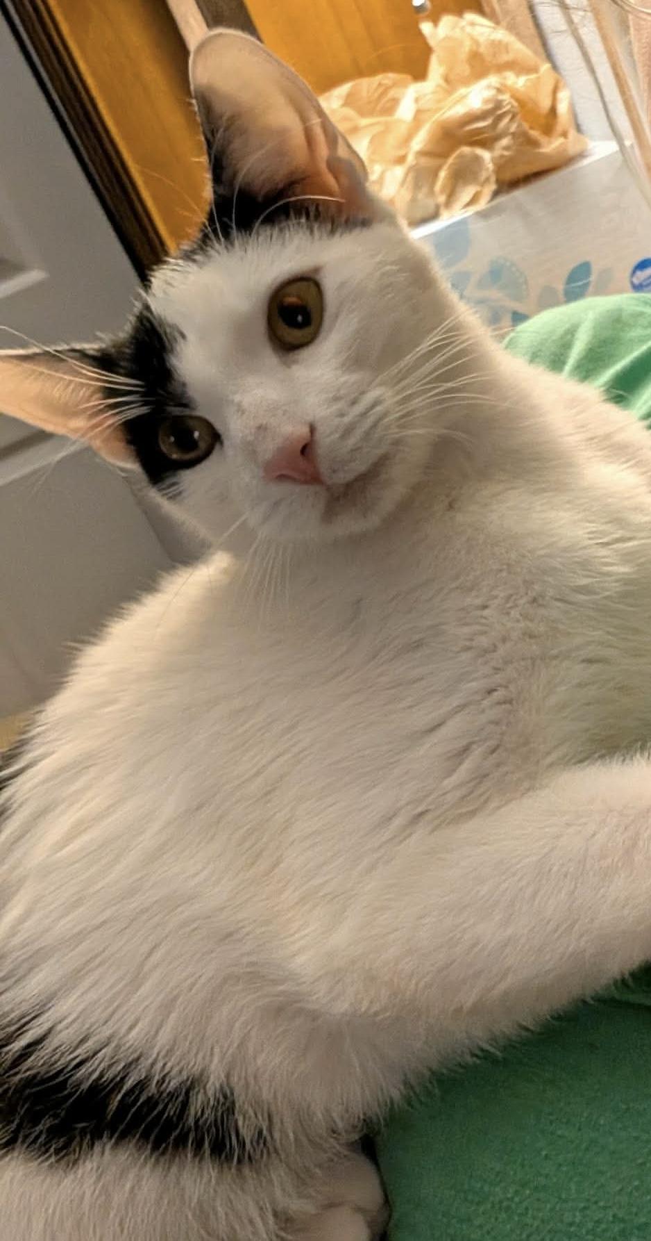 Enlarge Toast, a ADOPTABLE Domestic Short Hair in Sioux Falls, SD image 1/2