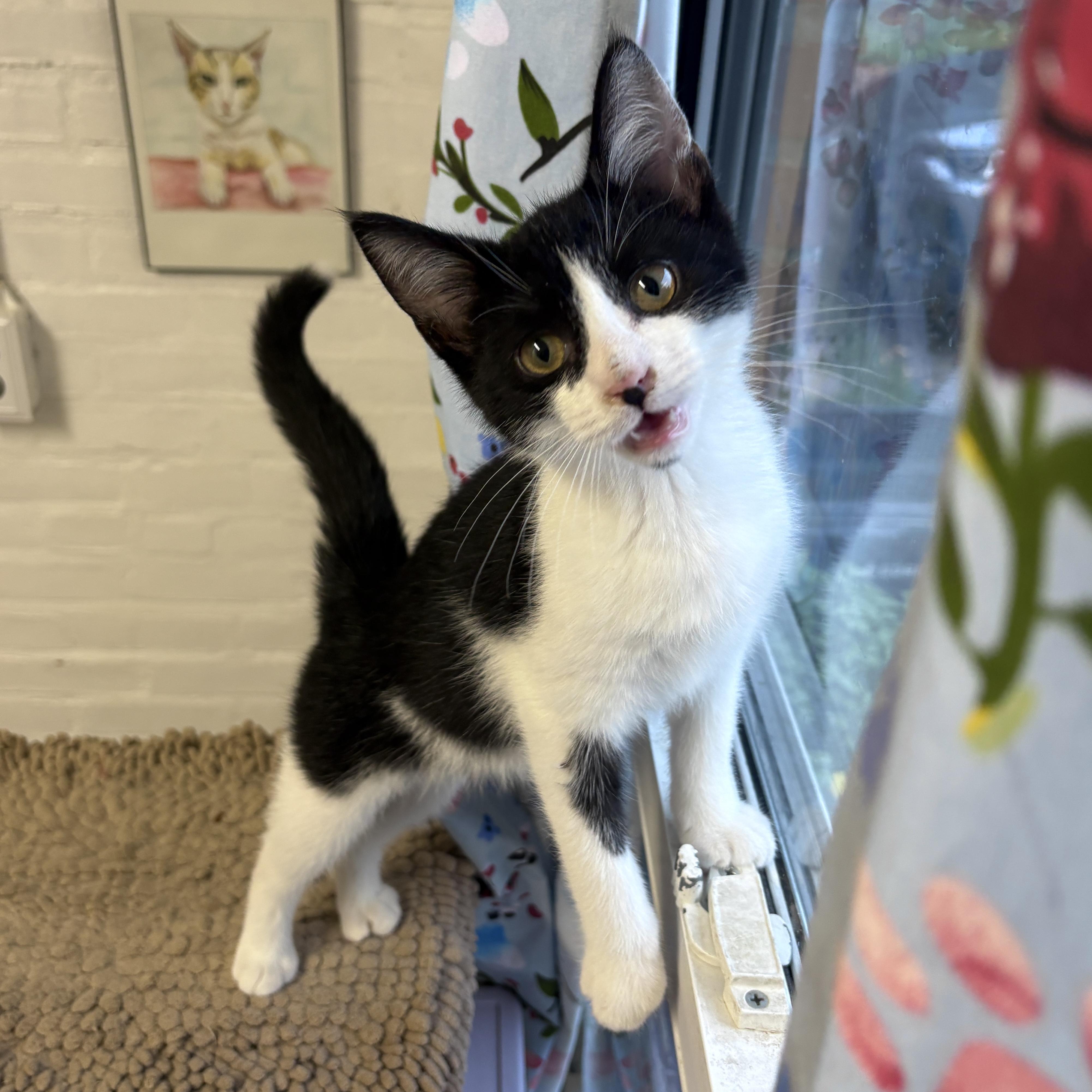 Lightning, ADOPTABLE, Kitten Male Domestic Short Hair.