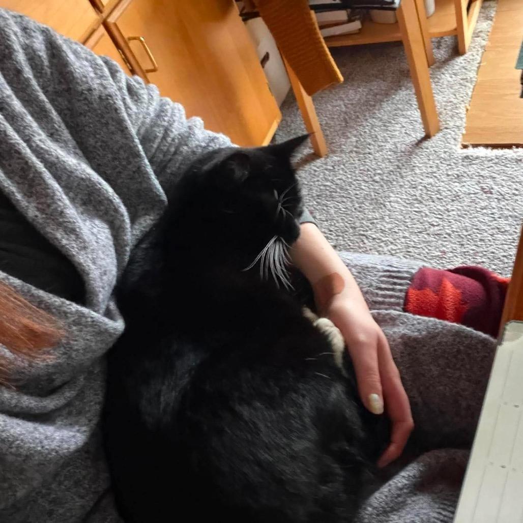 Onyx, a Adoptable Domestic Short Hair in Ferndale, WA image 2/6
