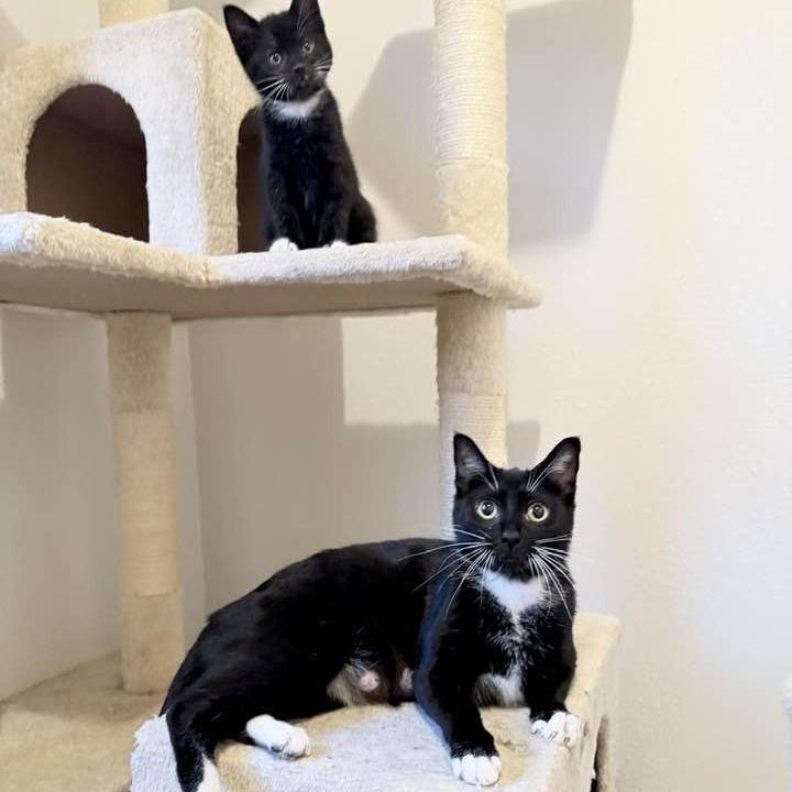 Onyx, Adoptable, Adult Female Domestic Short Hair.