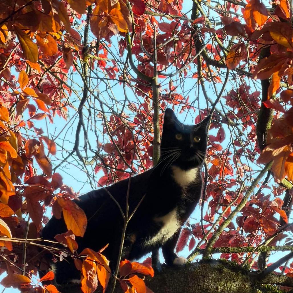 Onyx, a Adoptable Domestic Short Hair in Ferndale, WA image 5/6