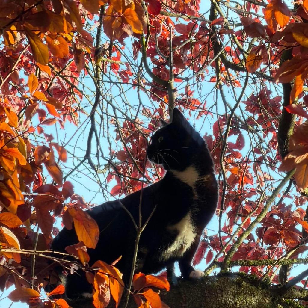 Onyx, a Adoptable Domestic Short Hair in Ferndale, WA image 6/6