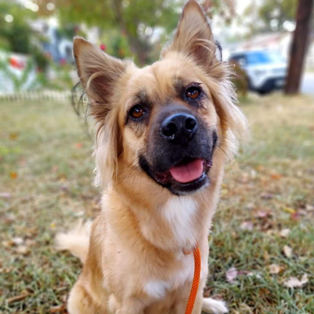 Enlarge Chloe JuM, a Adoptable mixed breed in Austin, TX image 1/6