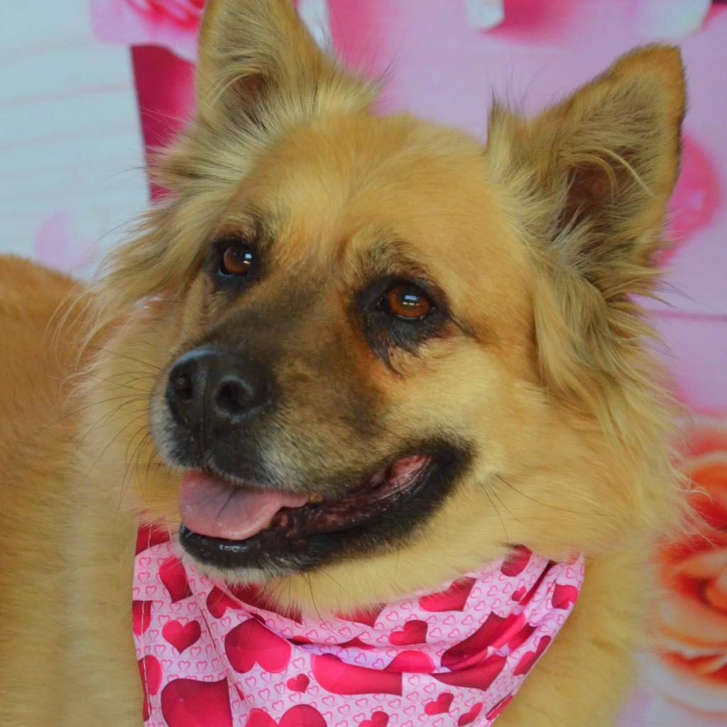 Enlarge Chloe JuM, a Adoptable mixed breed in Austin, TX image 2/6