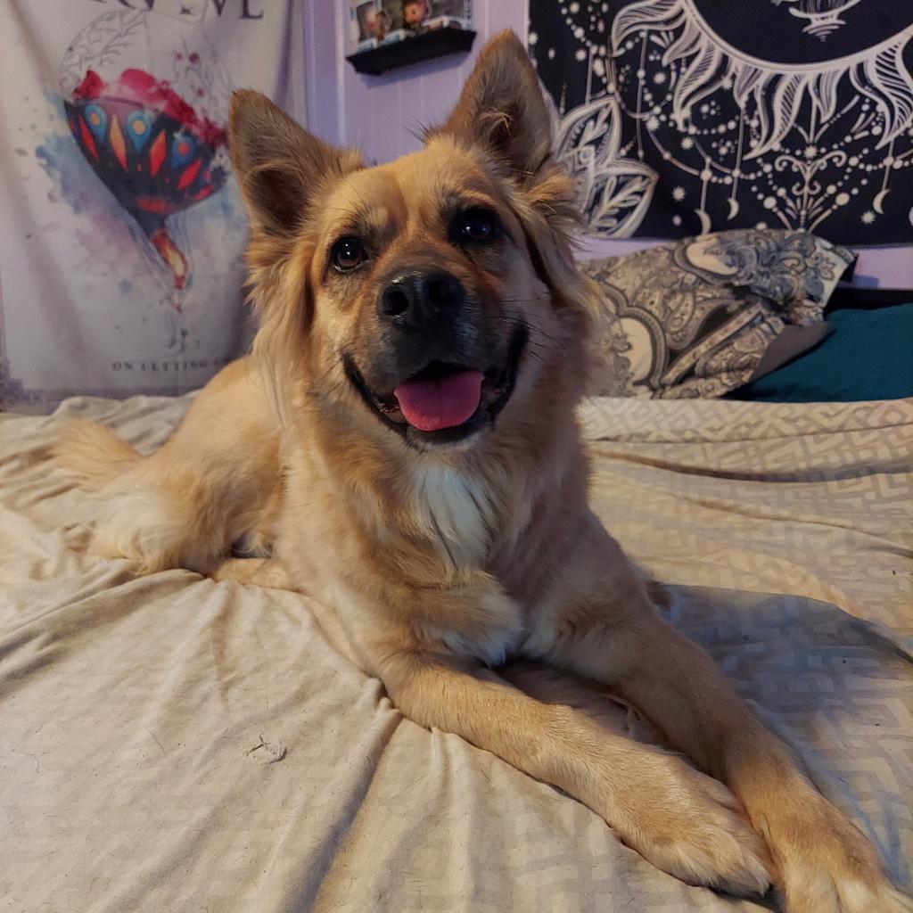 Enlarge Chloe JuM, a Adoptable mixed breed in Austin, TX image 3/6