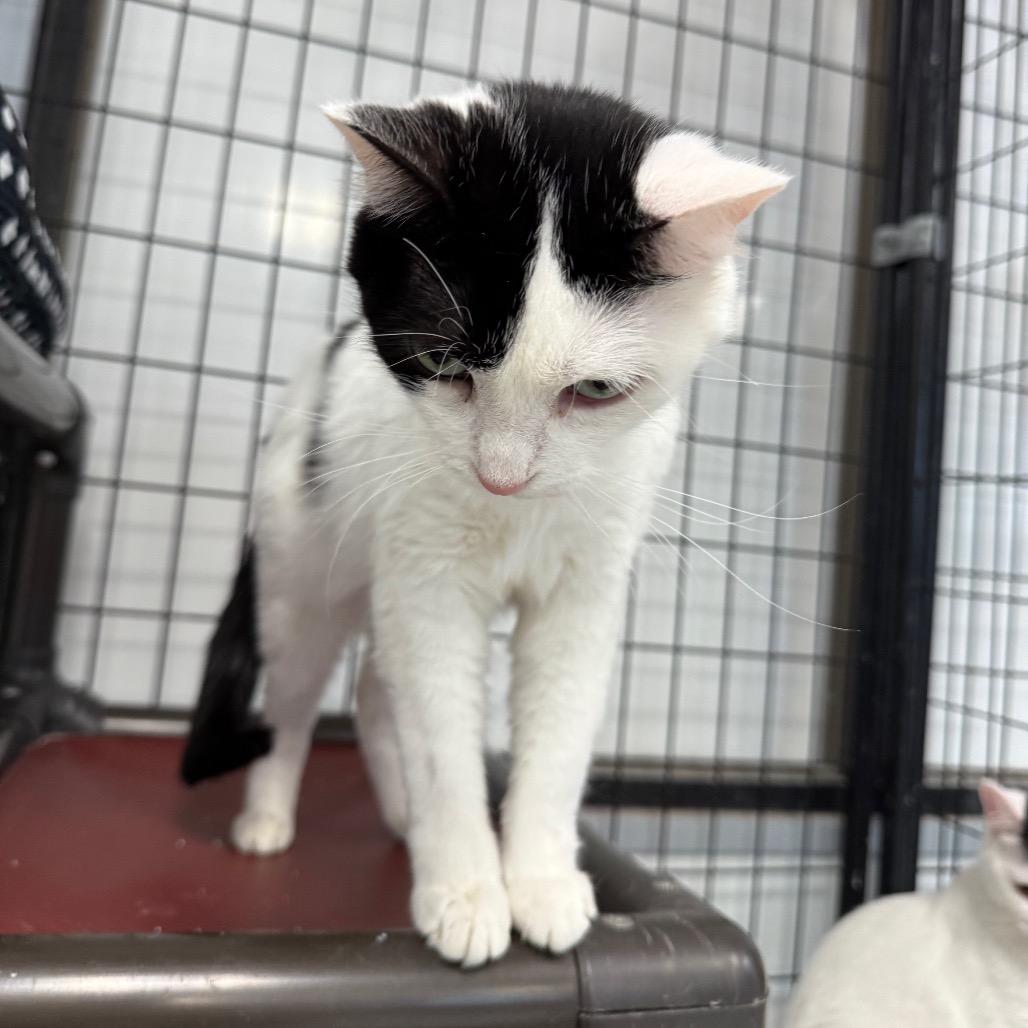 Enlarge Samantha, a Adoptable Domestic Short Hair in Carroll, IA image 1/6