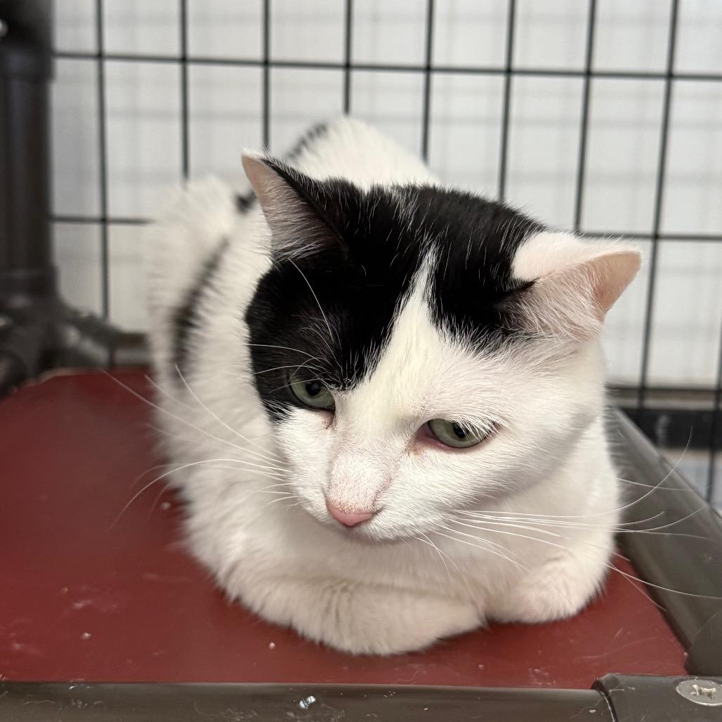 Enlarge Samantha, a Adoptable Domestic Short Hair in Carroll, IA image 3/6