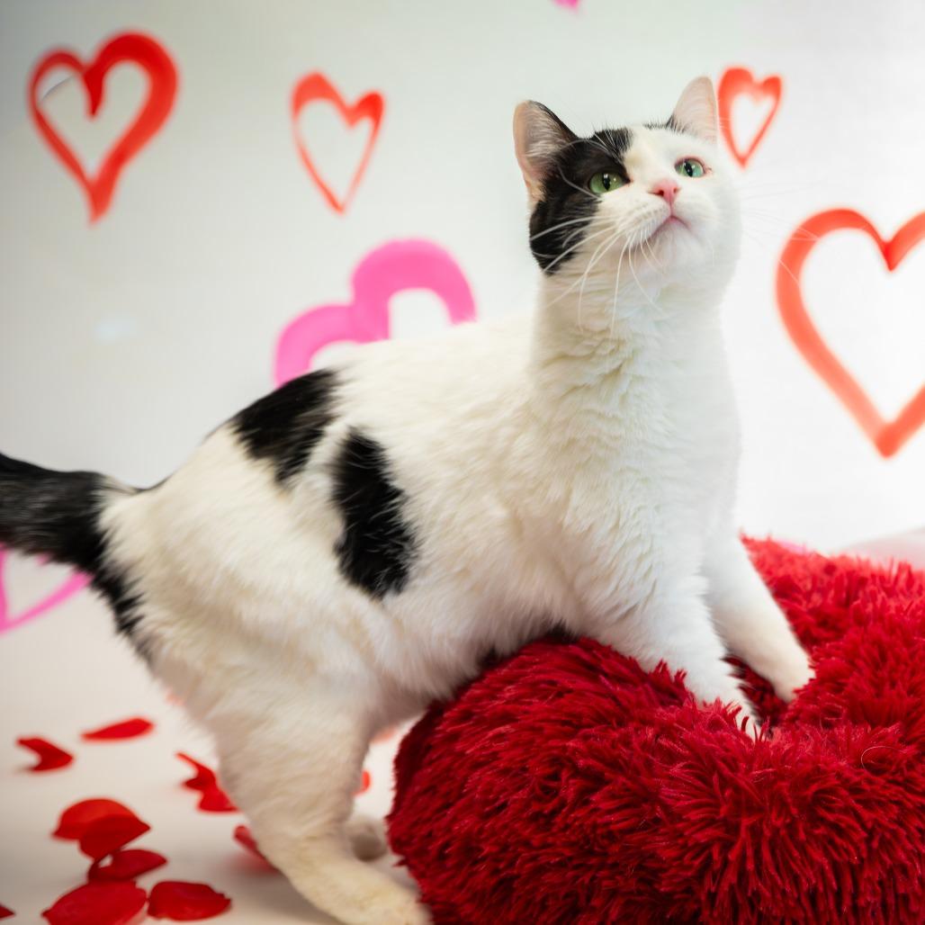 Enlarge Samantha, a Adoptable Domestic Short Hair in Carroll, IA image 4/6