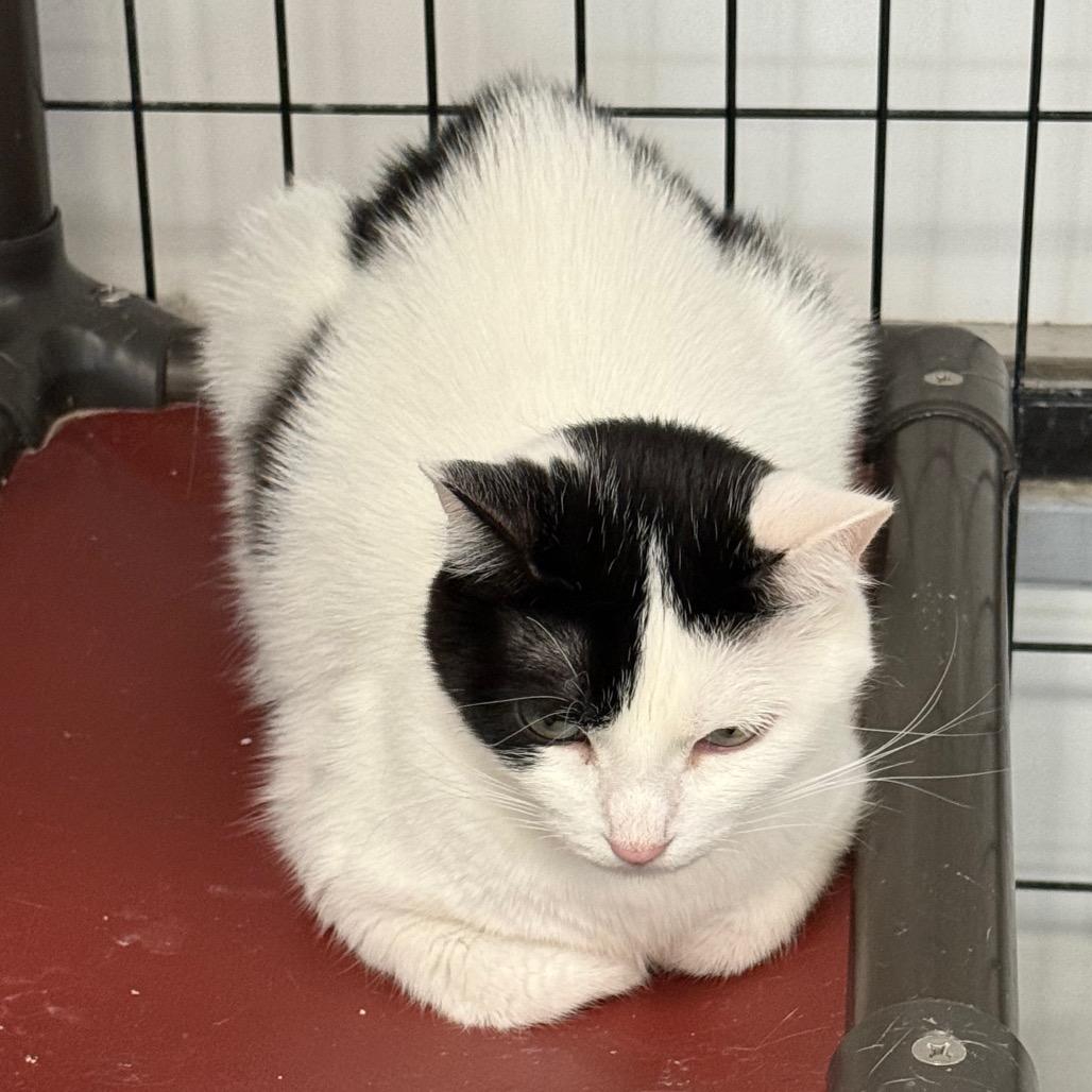 Enlarge Samantha, a Adoptable Domestic Short Hair in Carroll, IA image 5/6