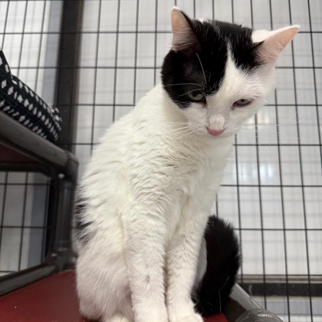 Enlarge Samantha, a Adoptable Domestic Short Hair in Carroll, IA image 6/6