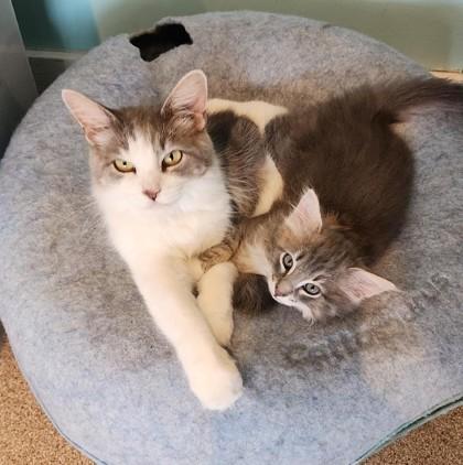 Amora, ADOPTABLE, Adult Female Domestic Long Hair & Tabby.