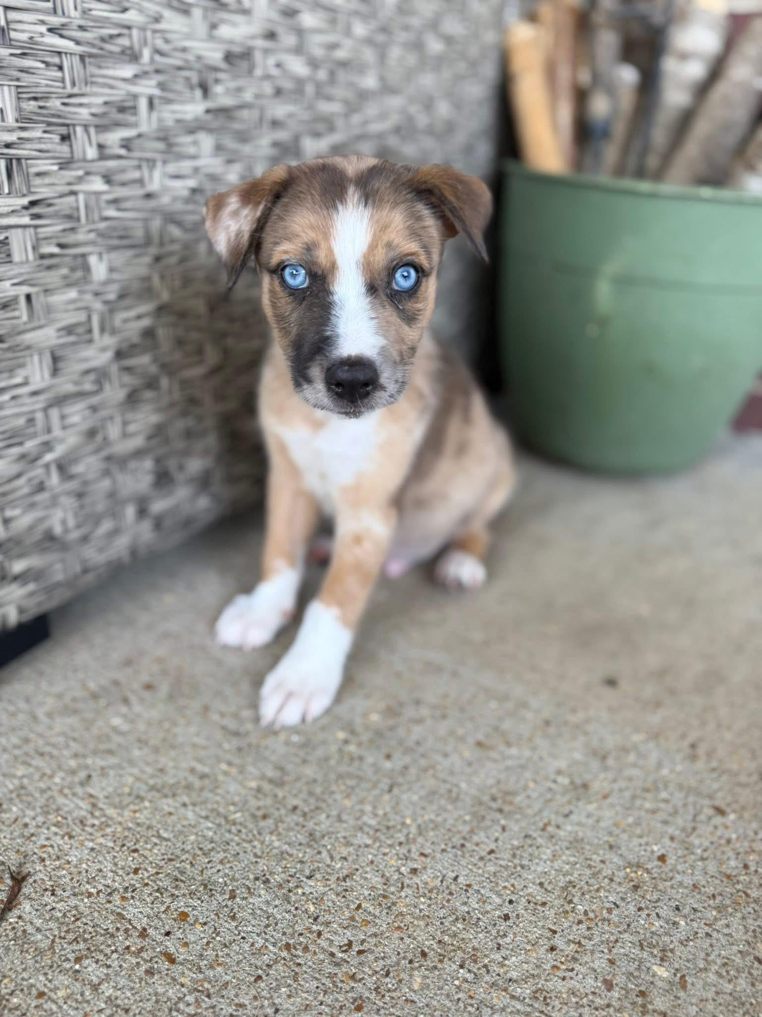 Calypso, Baby Male unknown