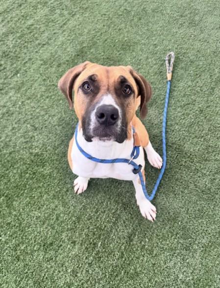 SNOOPY, Adoptable, Young Female Mastiff & Cane Corso.