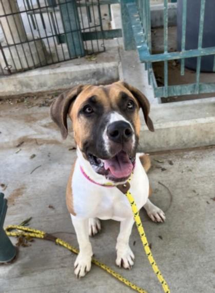 Enlarge SNOOPY, a Adoptable mixed breed in Chatsworth, CA image 1/1