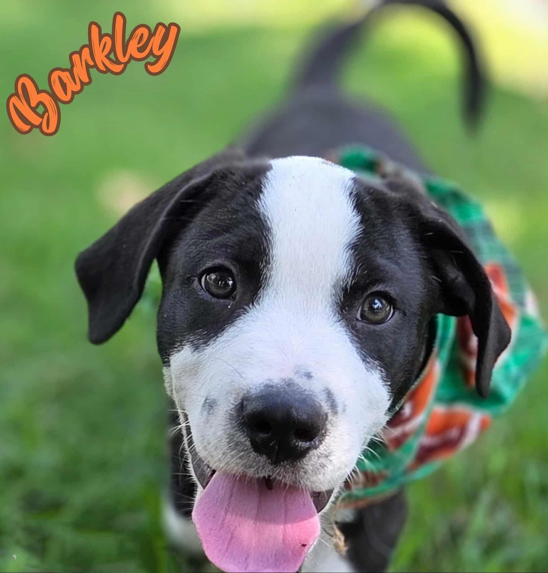 Barkley