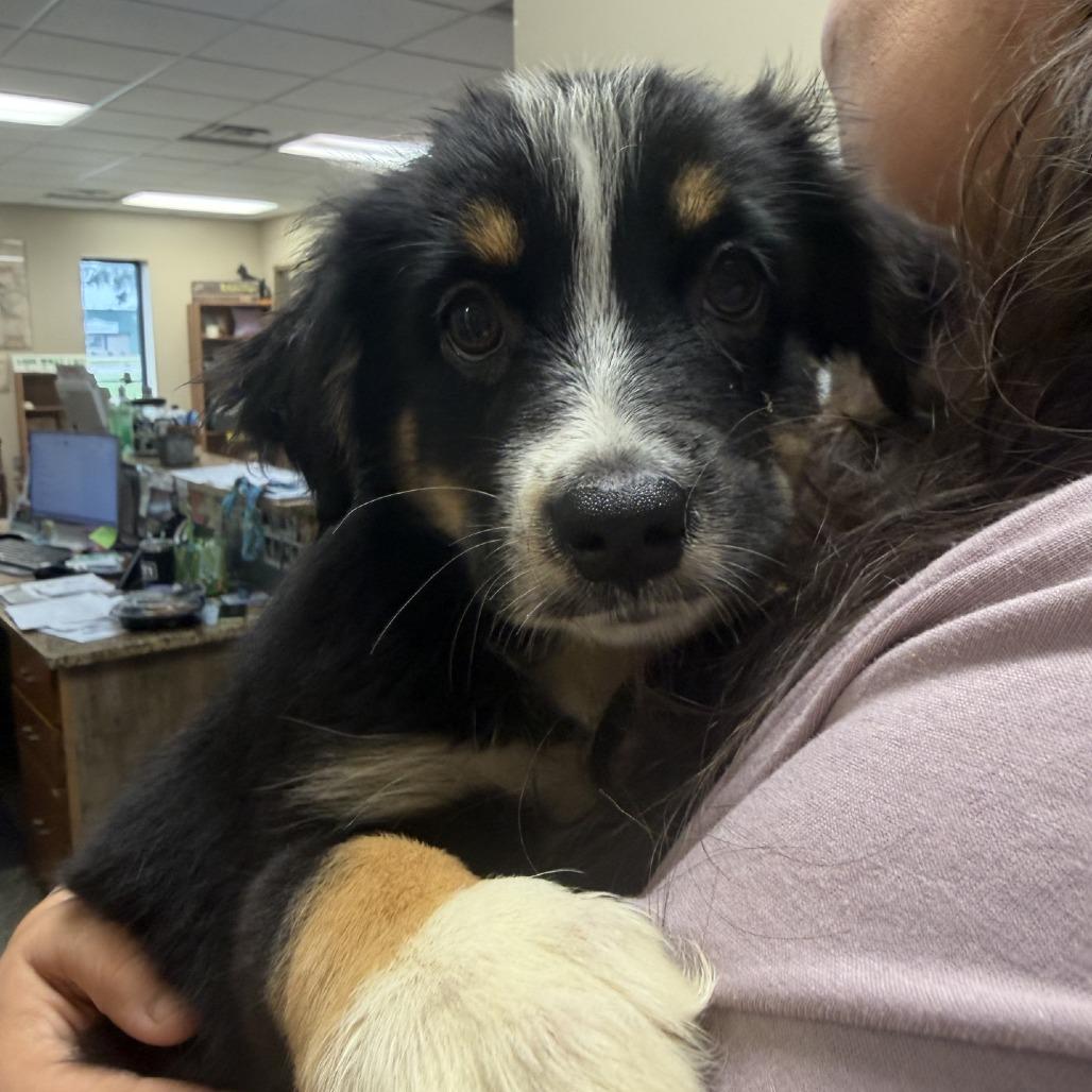 Lovey, Adoptable, Puppy Female Australian Shepherd.