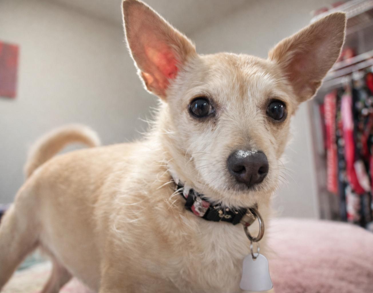Enlarge Peanut, an adopted Chihuahua in Lodi, CA image 4/4