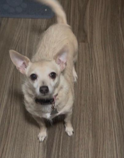 Peanut, adopted, Young Female Chihuahua.