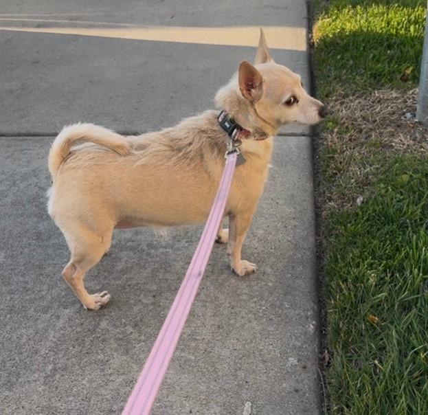 Enlarge Peanut, an adopted Chihuahua in Lodi, CA image 2/4
