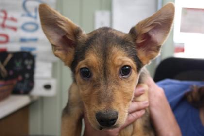 Lilac, adopted, Young Female German Shepherd Dog.