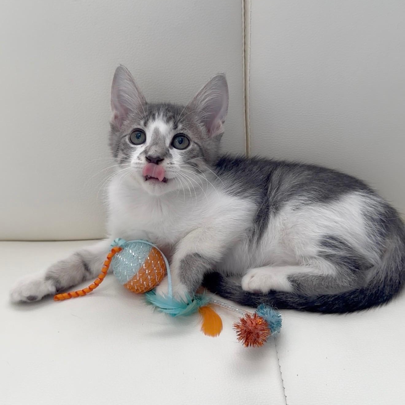Sully, an adopted Domestic Short Hair in Worcester, MA image 2/3