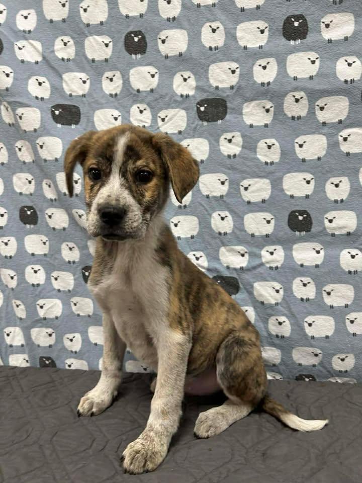 Enlarge SLAY, a Adoptable mixed breed in Cookeville, TN image 1/1