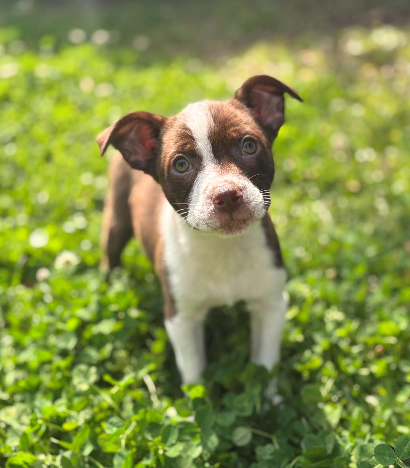 Enlarge Charlie Brown, an adopted mixed breed in New Orleans, LA image 2/6