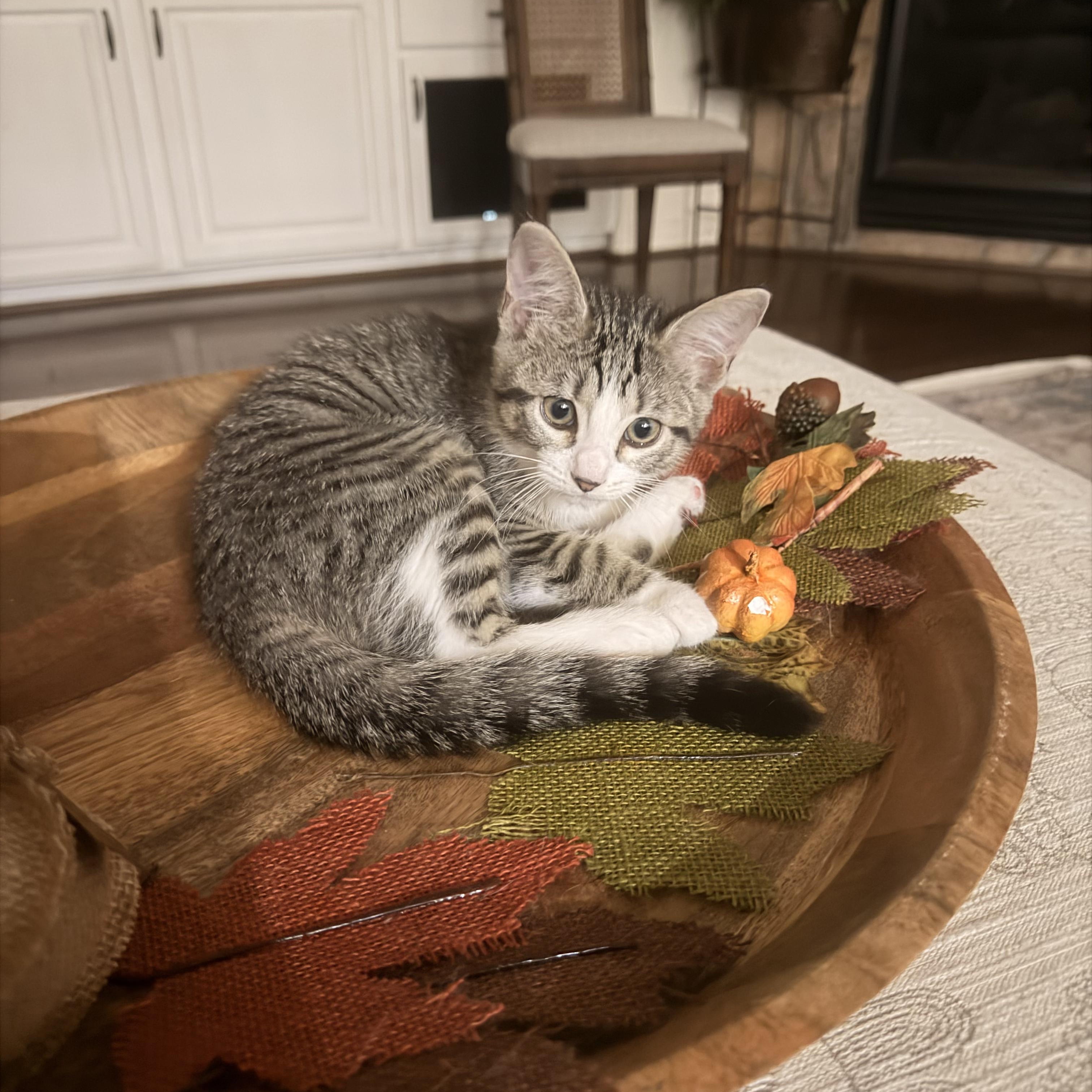 Enlarge Trina & Sasha, an adopted Domestic Short Hair in Cypress, TX image 1/5