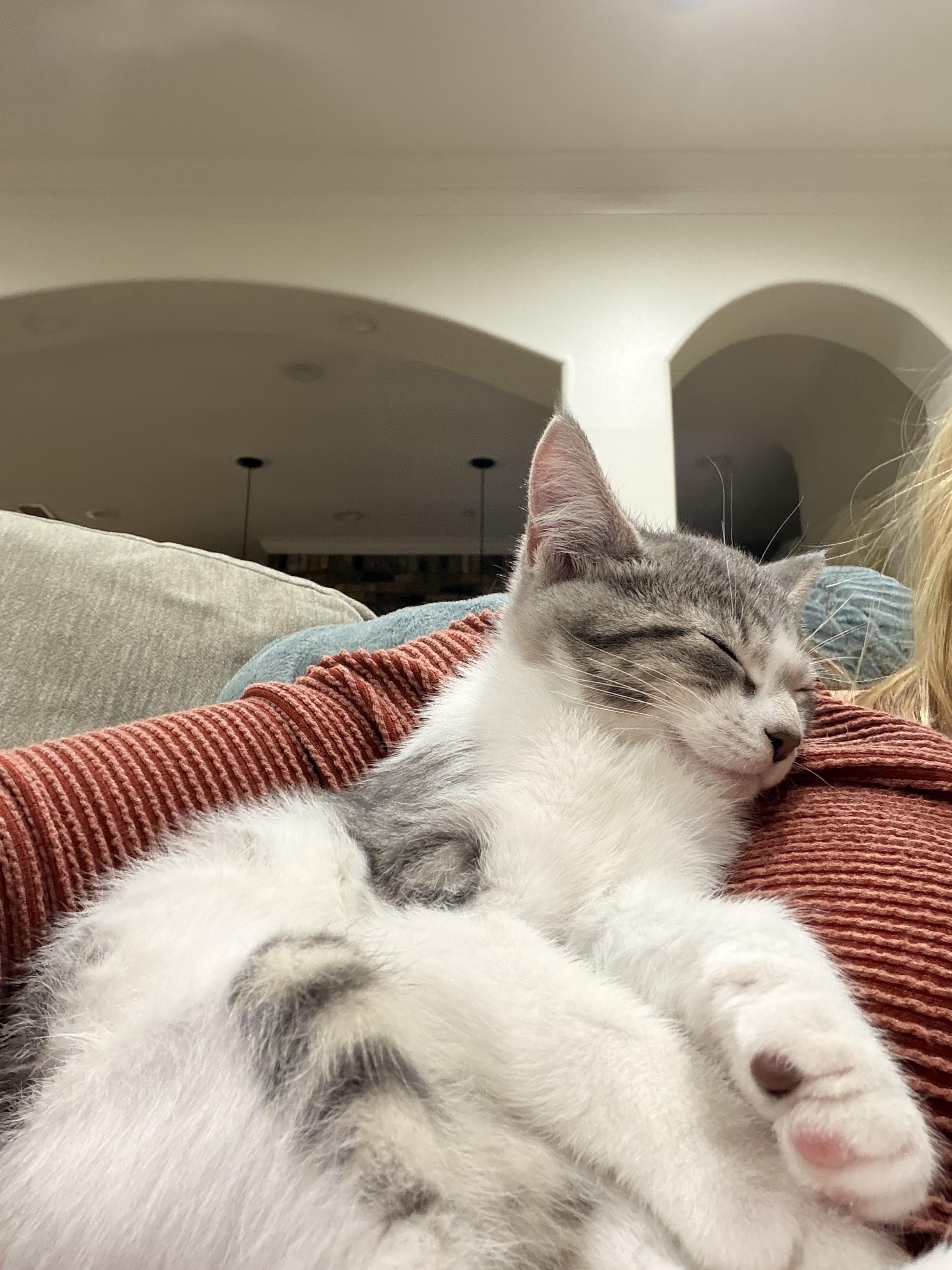 Enlarge Trina & Sasha, an adopted Domestic Short Hair in Cypress, TX image 4/5