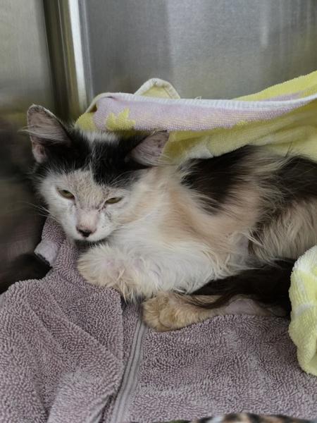 Periwinkle, Adoptable, Adult Male Domestic Medium Hair.