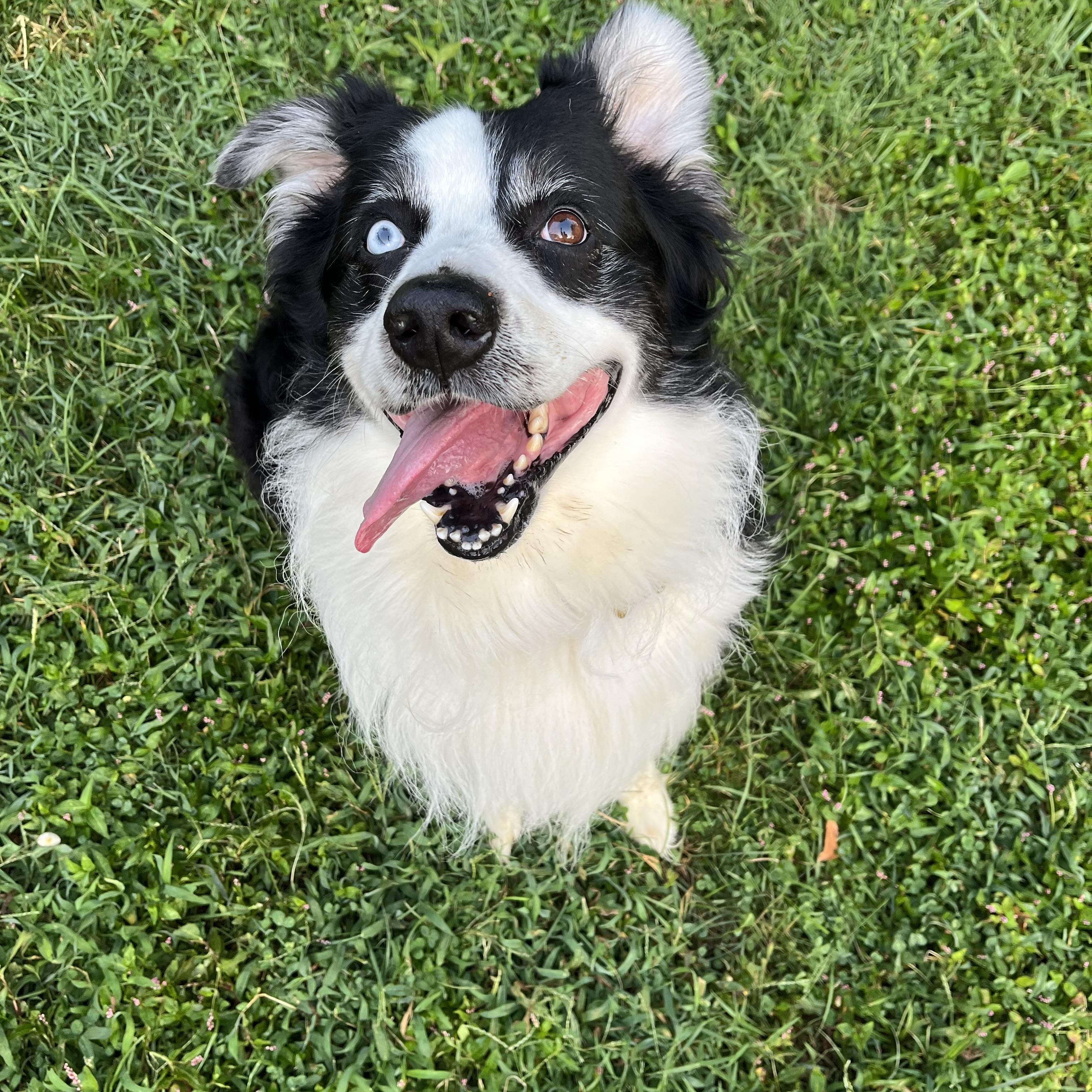 Enlarge Carl, a Adoptable mixed breed in Louisville, KY image 2/6