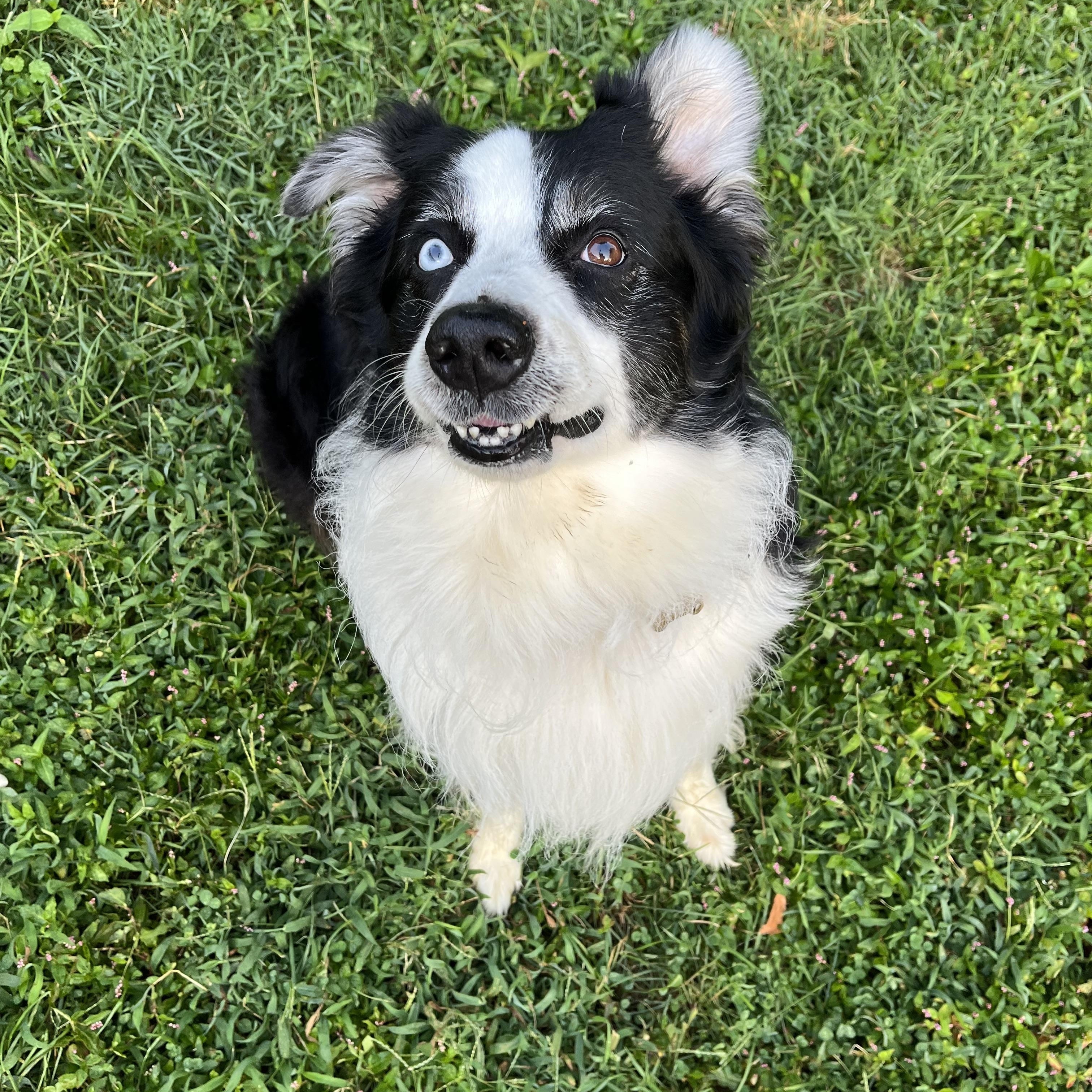 Enlarge Carl, a Adoptable mixed breed in Louisville, KY image 1/6