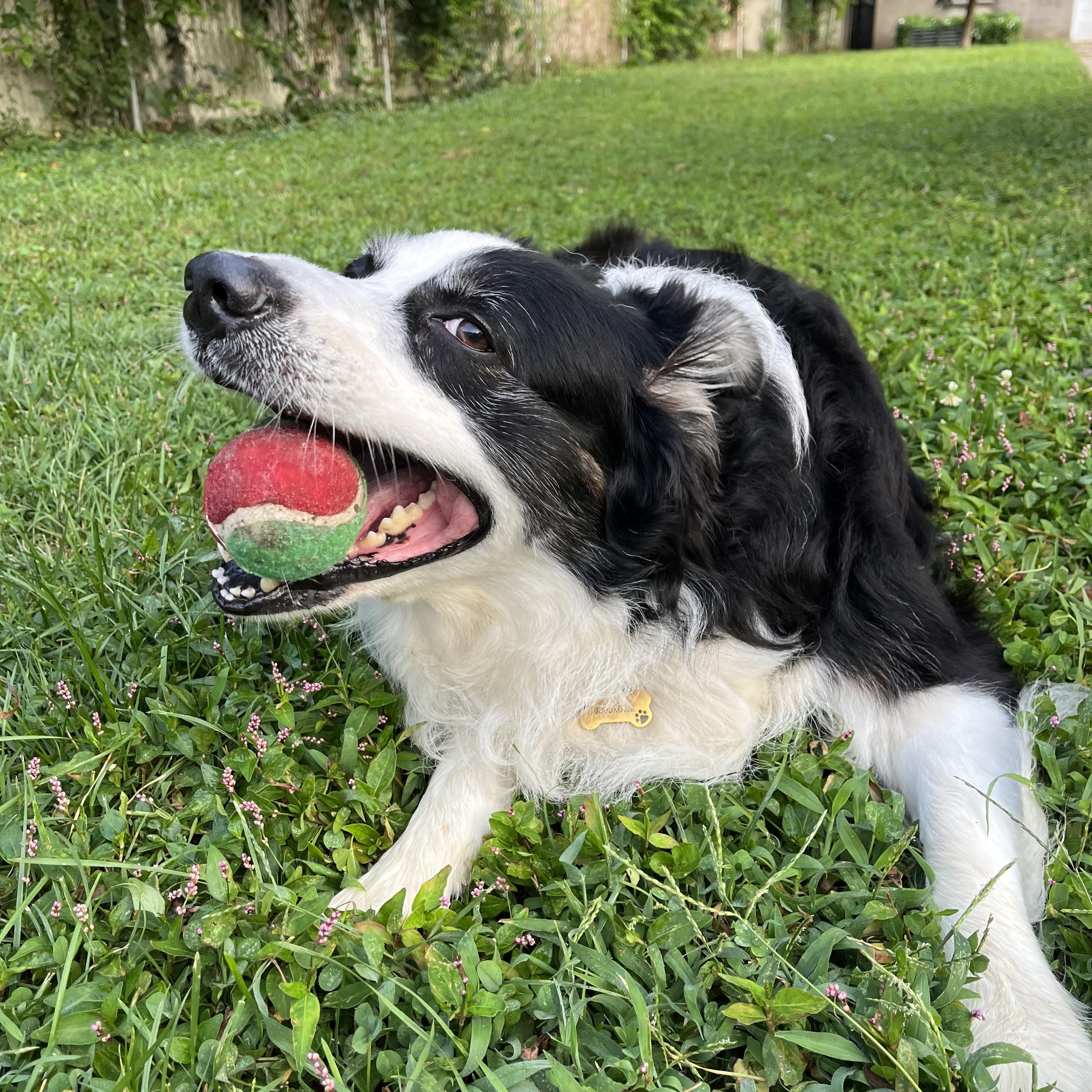 Enlarge Carl, a Adoptable mixed breed in Louisville, KY image 6/6