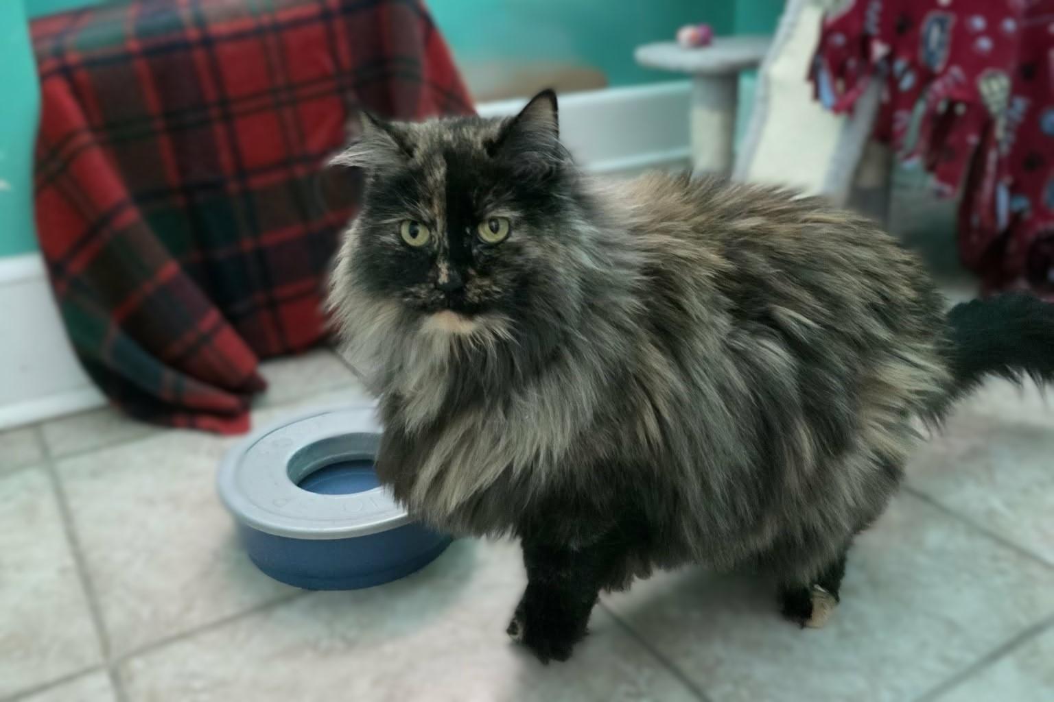 Enlarge Cindy, a ADOPTABLE Domestic Long Hair in Elizabeth, IL image 1/4