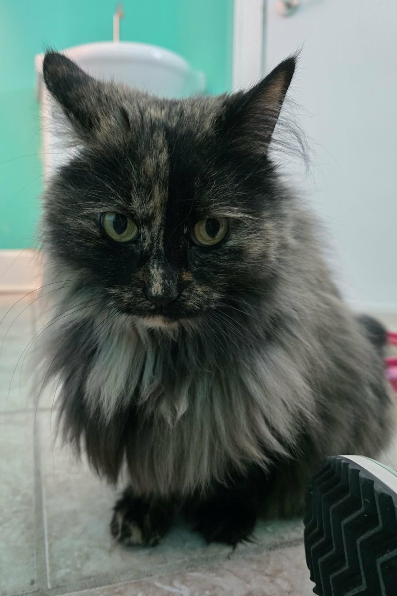 Enlarge Cindy, a ADOPTABLE Domestic Long Hair in Elizabeth, IL image 4/4