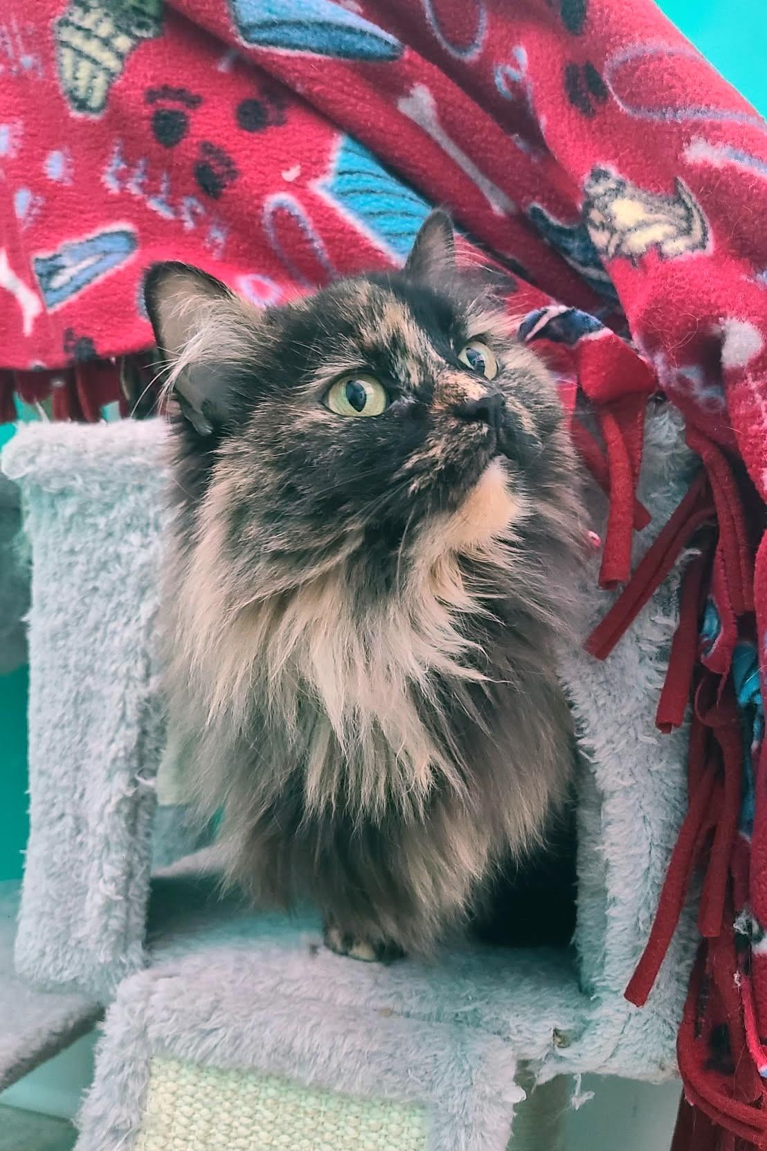 Enlarge Cindy, a ADOPTABLE Domestic Long Hair in Elizabeth, IL image 2/4