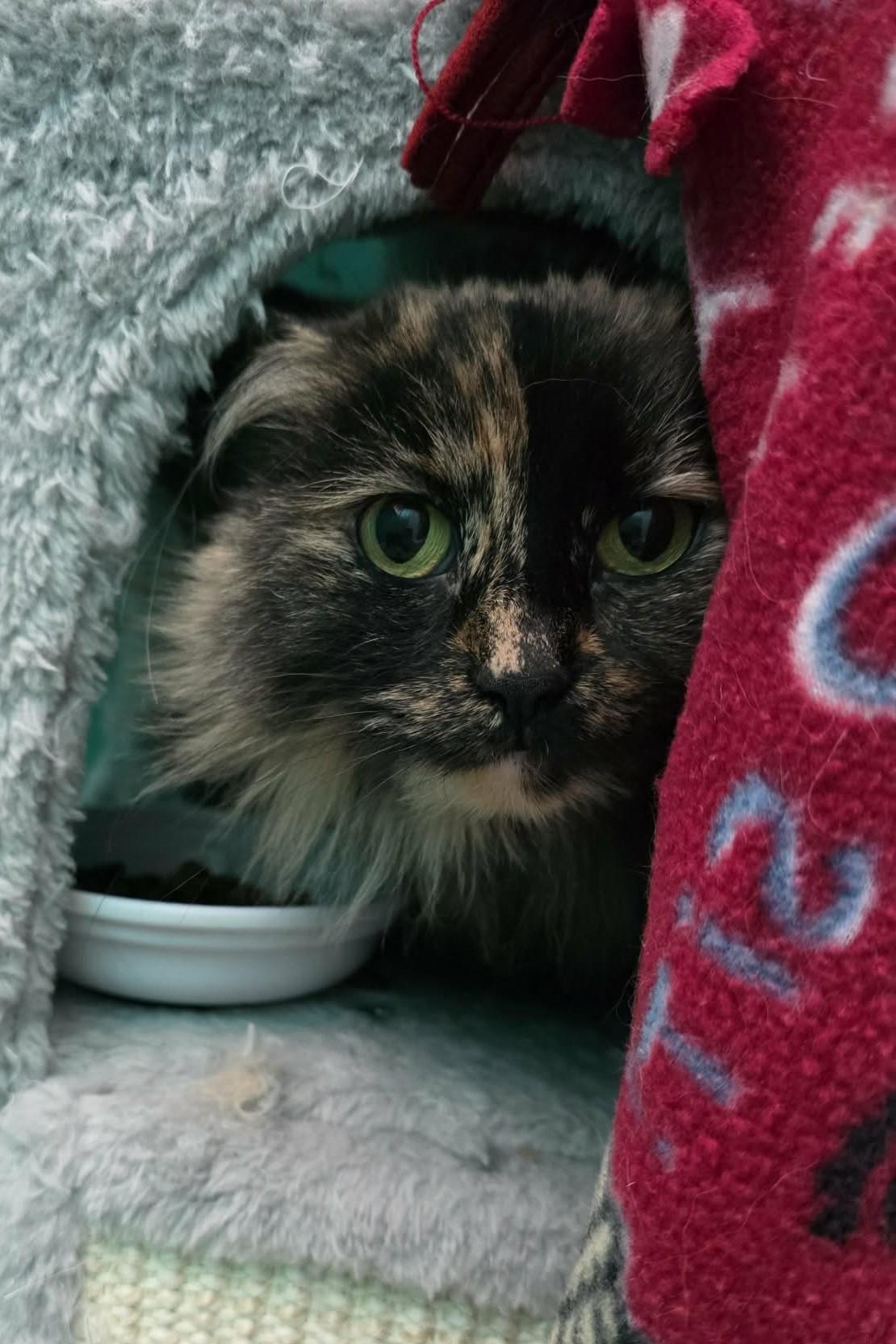Enlarge Cindy, a ADOPTABLE Domestic Long Hair in Elizabeth, IL image 3/4