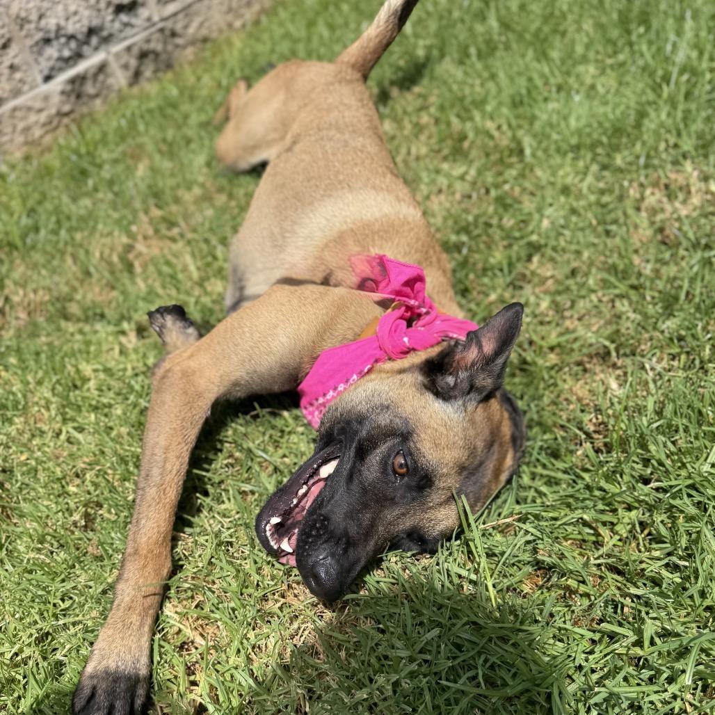 Enlarge DULCE, a Adoptable Belgian Shepherd / Malinois in Upland, CA image 1/6