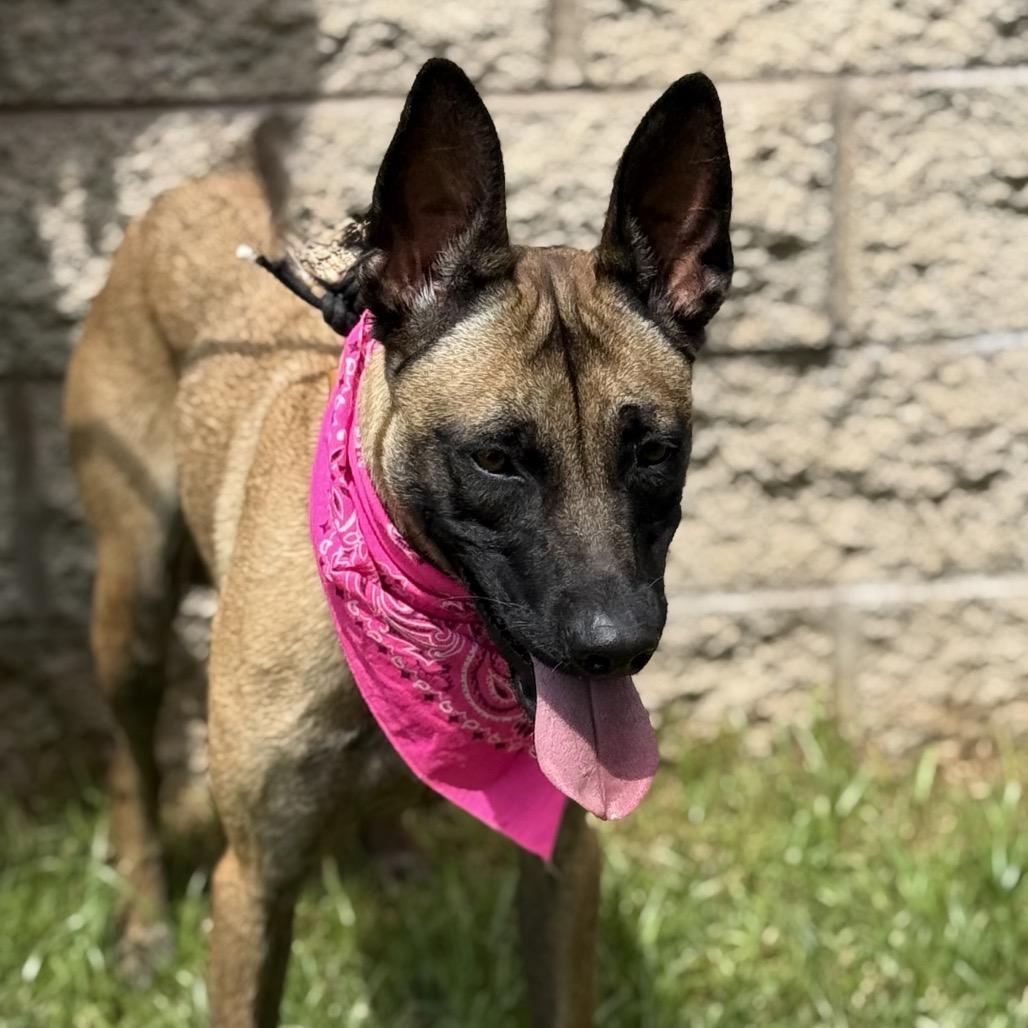 Enlarge DULCE, a Adoptable Belgian Shepherd / Malinois in Upland, CA image 2/6