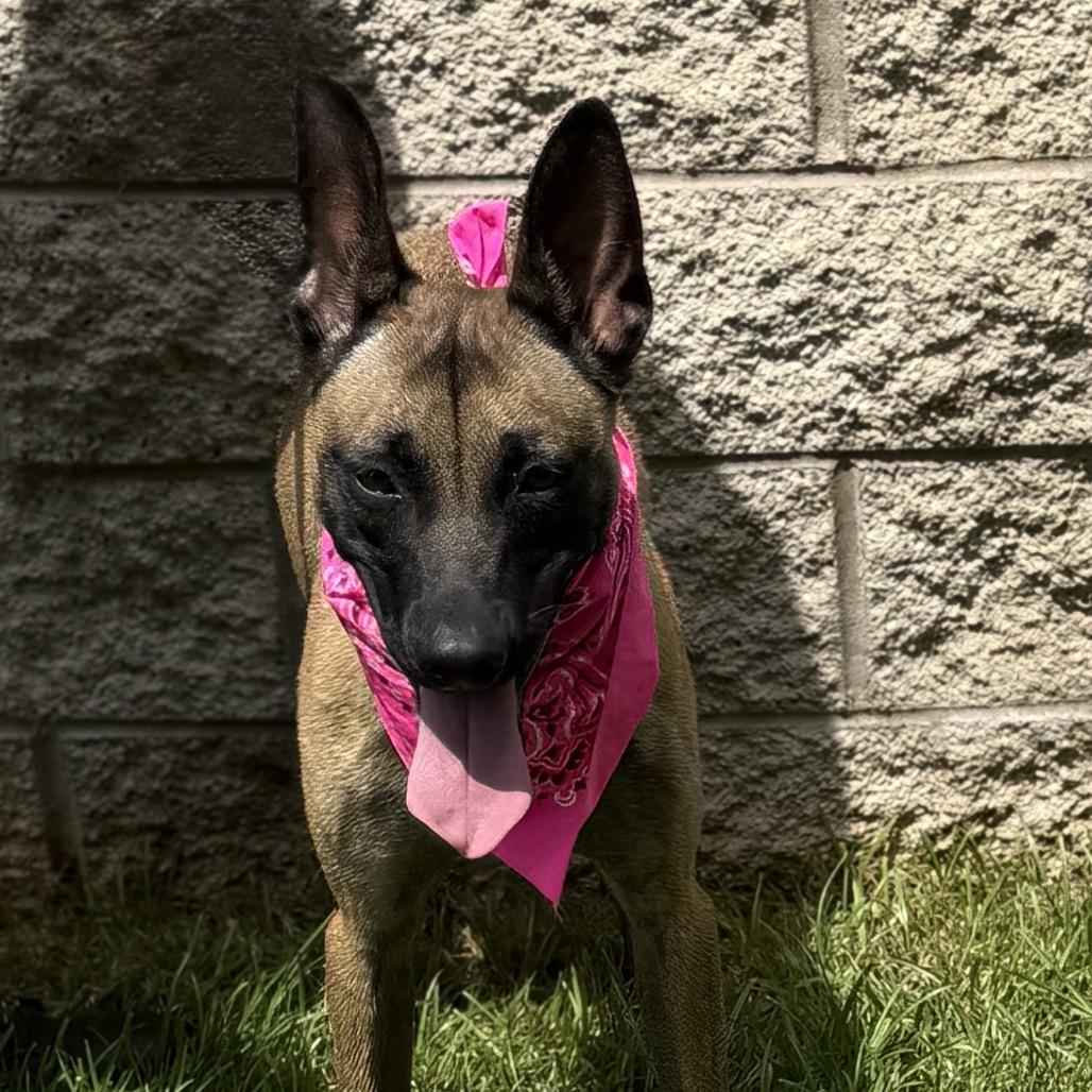 Enlarge DULCE, a Adoptable Belgian Shepherd / Malinois in Upland, CA image 3/6