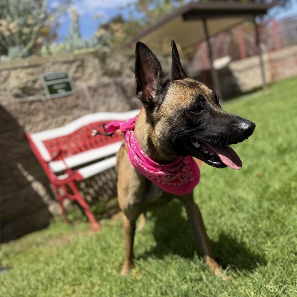 Enlarge DULCE, a Adoptable Belgian Shepherd / Malinois in Upland, CA image 4/6