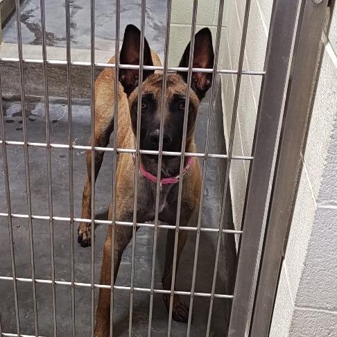 Enlarge DULCE, a Adoptable Belgian Shepherd / Malinois in Upland, CA image 5/6