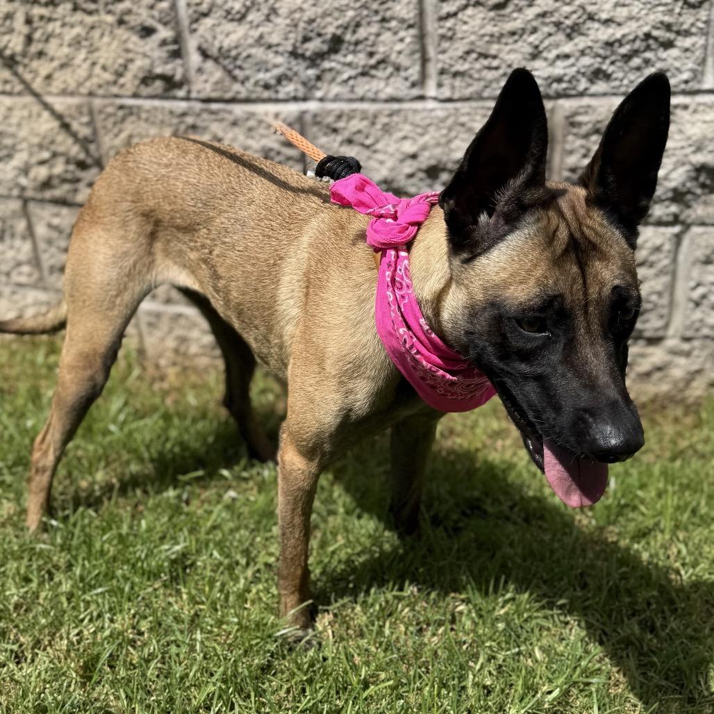 Enlarge DULCE, a Adoptable Belgian Shepherd / Malinois in Upland, CA image 6/6