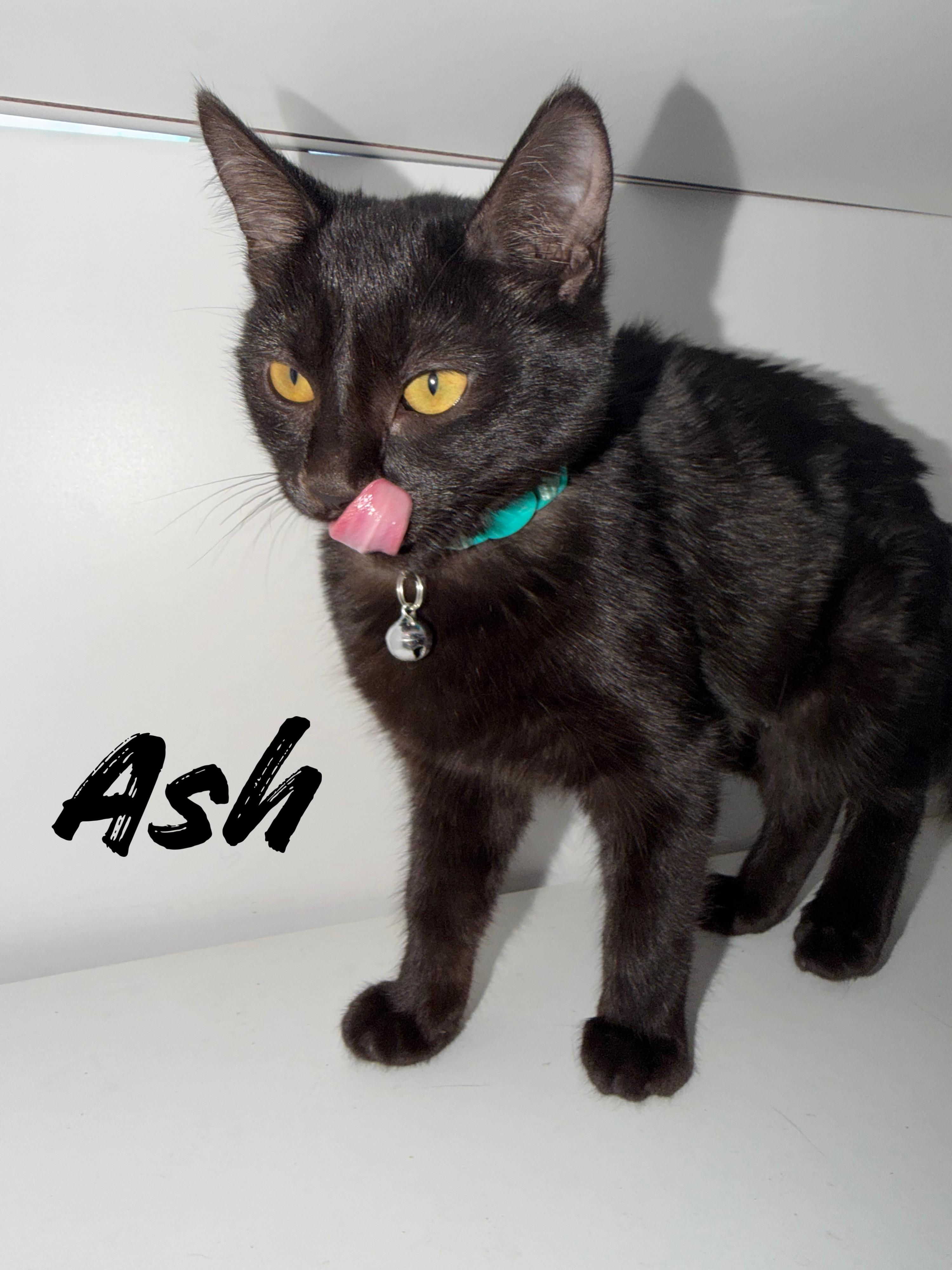 Ash - A Sweet Heart with a Playful Spark - Courtesy Listing, a ADOPTABLE Domestic Short Hair in Prescott, AZ image 1/2