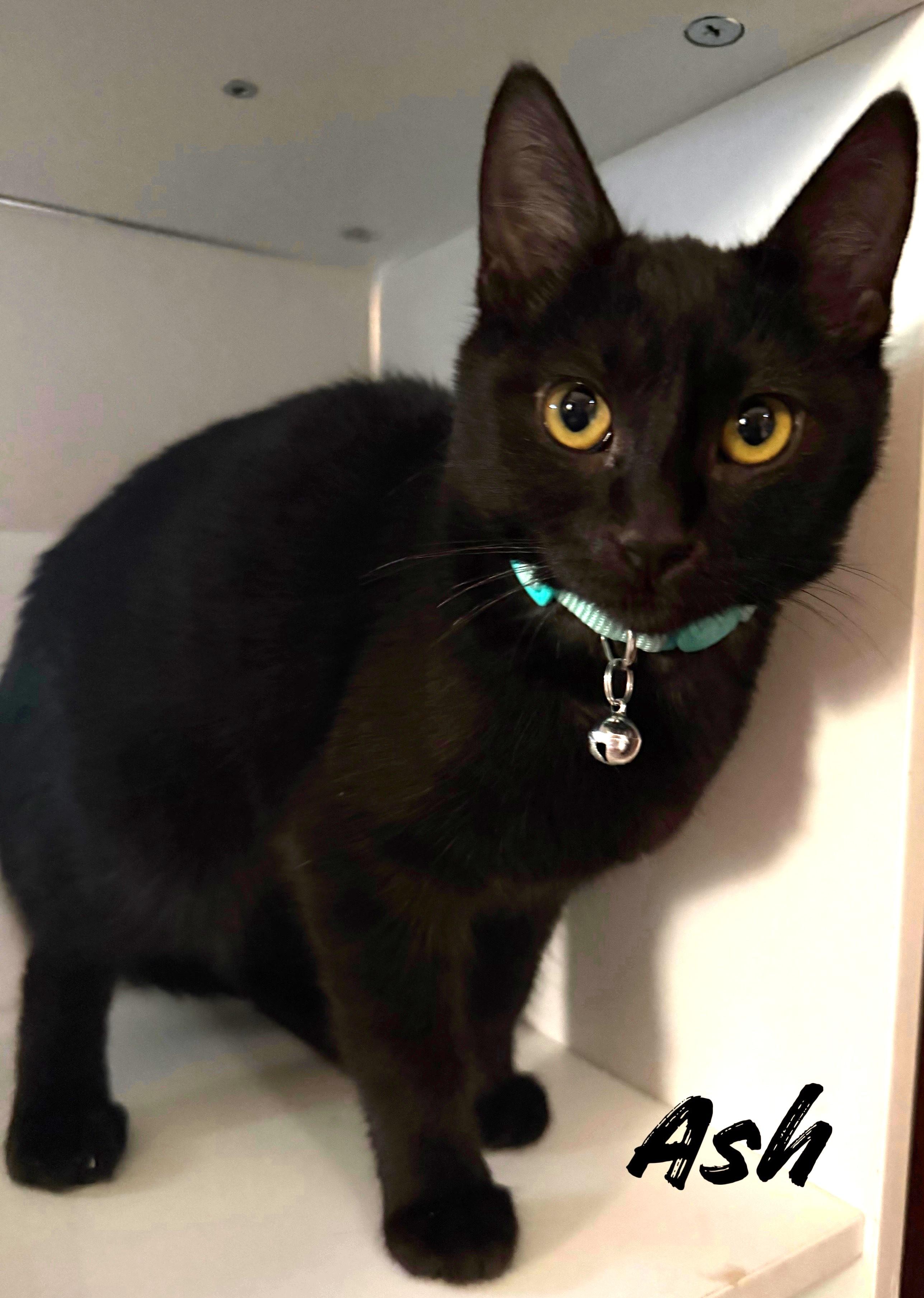 Ash - A Sweet Heart with a Playful Spark - Courtesy Listing, a ADOPTABLE Domestic Short Hair in Prescott, AZ image 2/2